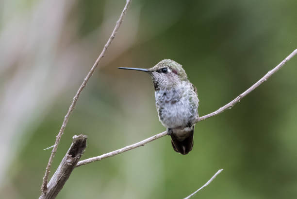 istock Outdoor trail hiking bird encounters. 1168661591