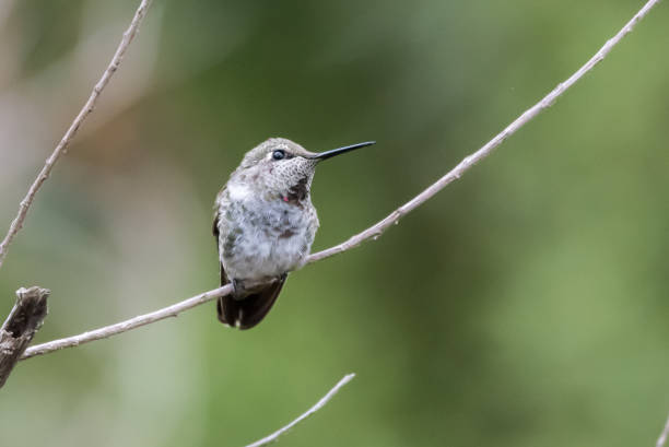 istock Outdoor trail hiking bird encounters. 1168661595