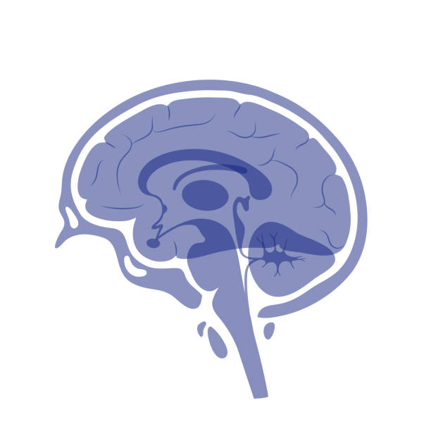 Vector illustration of human brain anatomy Vector isolated illustration of human brain components detailed anatomy. Medical infographics for poster, educational, science and medical use. Sagittal view of the brain midbrain illustrations stock illustrations