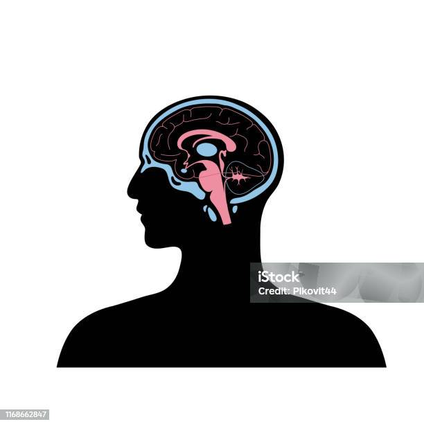 Vector Illustration Of Brain Stock Illustration - Download Image Now - Meninges, Pineal Gland, Amygdala