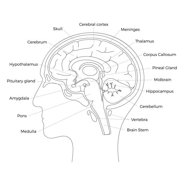 vector illustration of brain Vector isolated illustration of brain components in man head. Human brain detailed anatomy. Medical infographics for poster, educational, science and medical use. Sagittal view of the brain midbrain illustrations stock illustrations