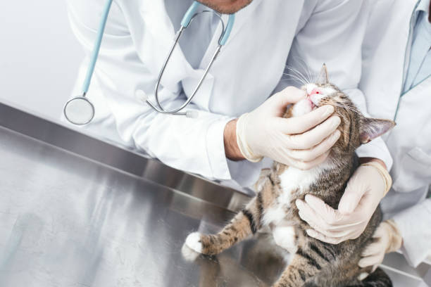 istock Doctor need checking the mouth of a cat 1168662933