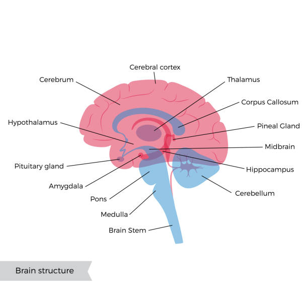 Vector illustration of human brain anatomy Vector isolated illustration of human brain components detailed anatomy. Medical infographics with text captions for poster, educational, science and medical use. Sagittal view of the brain midbrain illustrations stock illustrations