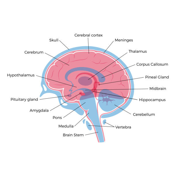 Vector illustration of human brain anatomy Vector isolated illustration of human brain components detailed anatomy. Medical infographics with text captions for poster, educational, science and medical use. Sagittal view of the brain cerebellum illustrations stock illustrations