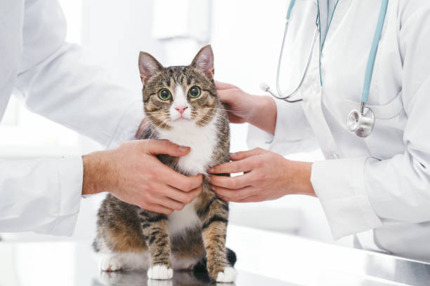 istock Woman and man stroke and hug cute cat 1168662953