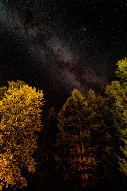 istock Milky way above the trees 1168666352
