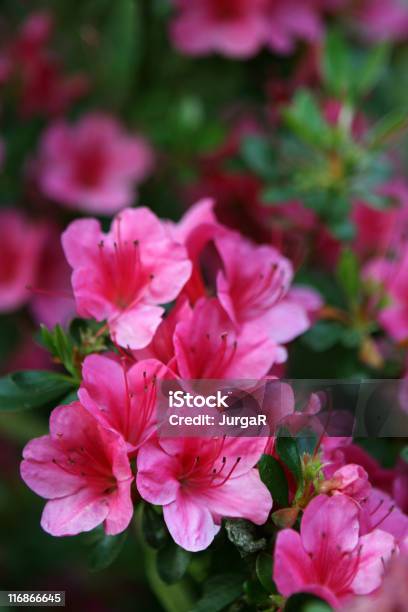 Pink Azalea Stock Photo - Download Image Now - Azalea, Close-up, Color Image