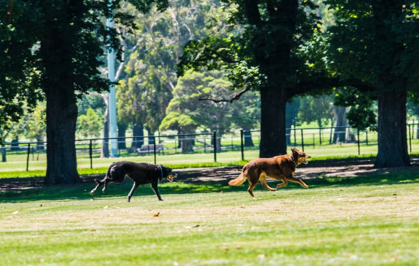 istock Two Australian Kelpies, red and black playing in the park 1168667033
