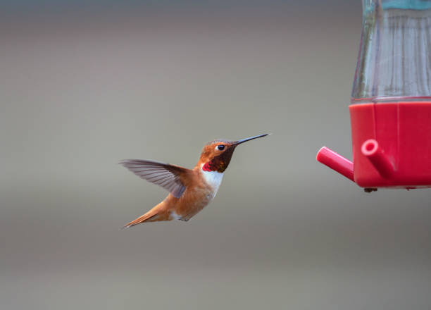 istock Rufus hummingbird flying in the air 1168667073