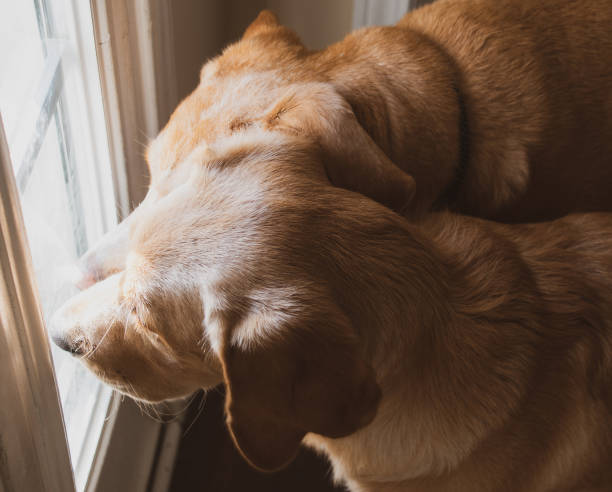 istock Waiting for Daddy to Come Home 1168667346