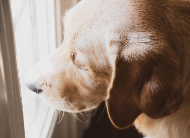 istock Waiting for Daddy to Come Home 1168667379