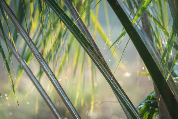 istock Abstract tropical background of palm fronds 1168667380