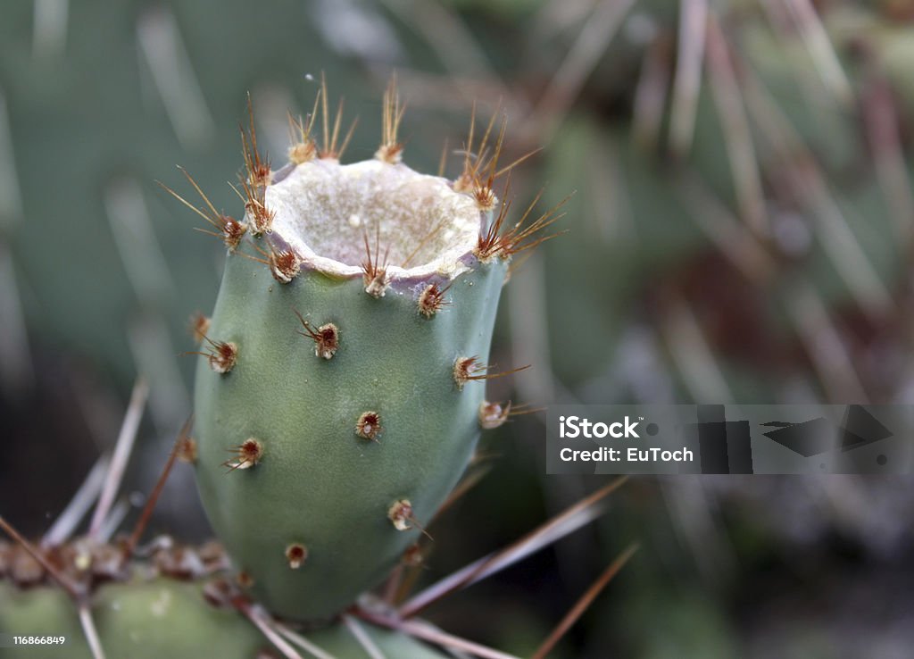 Cactus Flower Behälter - Lizenzfrei Arizona Stock-Foto
