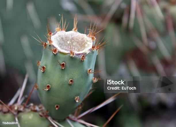 Cactus Flower Behälter Stockfoto und mehr Bilder von Arizona - Arizona, Bewegungsunschärfe, Blüte