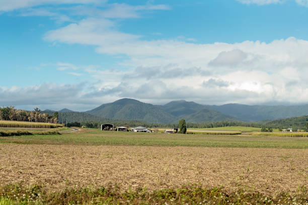 istock Rural Sugar Cane Plantation 1168668945
