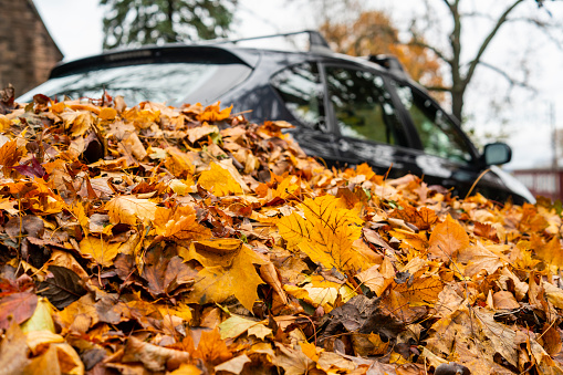 The car covered by fallen leaves on the street in Brooklyn neighborhood in autumn, New York.