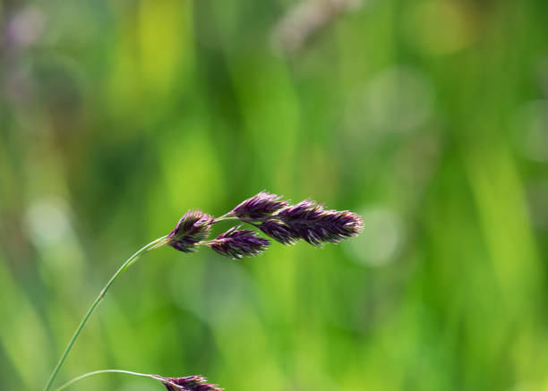 Inflorescence of northern wood oat grass, Uniola latifolia