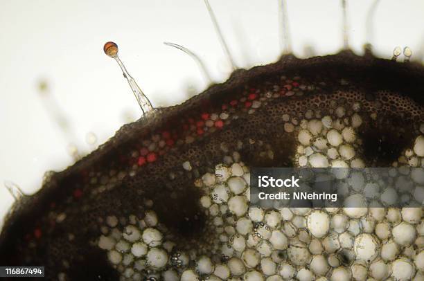 Geranium Stem Transverse Section Micrograph Stock Photo - Download ...