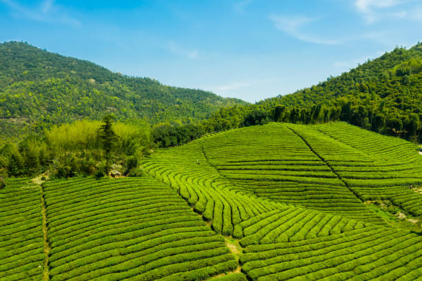 istock Green tea garden on hill 1168675026