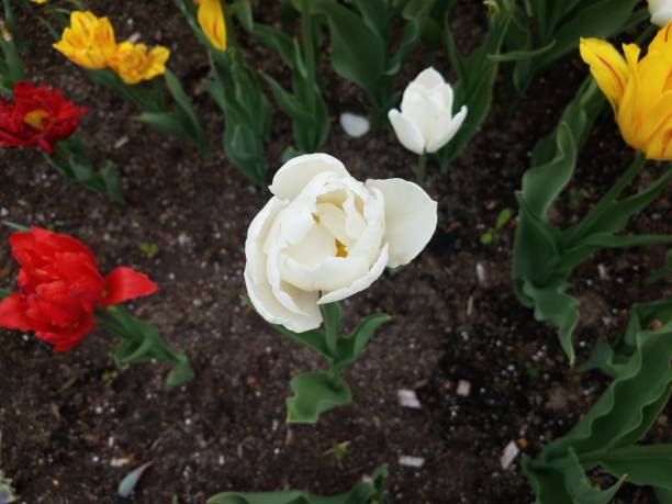 istock white, red, and yellow tulip flowers in soil 1168679257