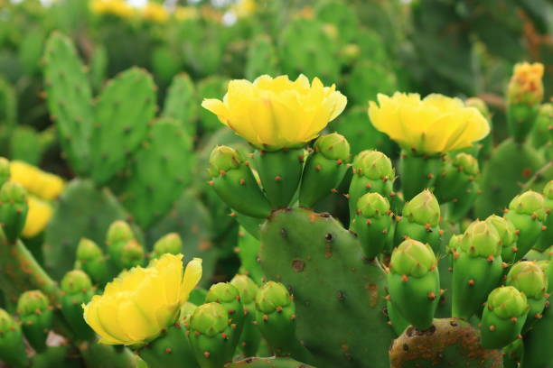 istock Wolyeong-ri Cactus Colony, Cactus, Plantar Cactus, Cactus Flower, Cactus Field, 1168680139