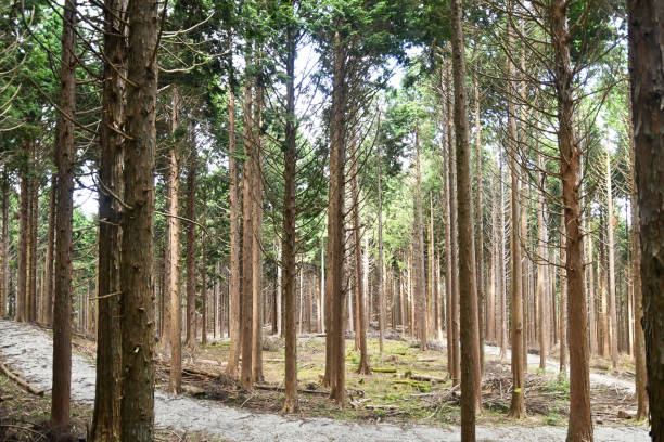 floresta well-groomed do cedro - afforestation - fotografias e filmes do acervo