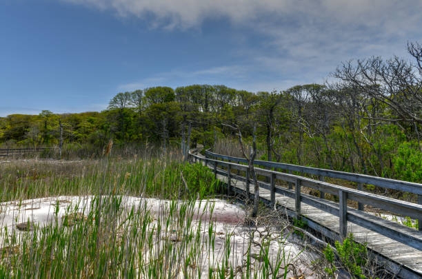 istock Sunken Forest - Fire Island, New York 1168681302