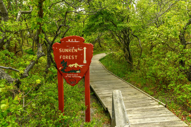 Sunken Forest in Fire Island, Long Island, New York. It is a rare ecological community of maritime holly forest comprised of a rare assemblage of plants on a barrier island in the Atlantic Ocean.