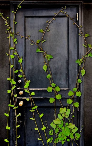 Ivy growing on old black door with copy space.