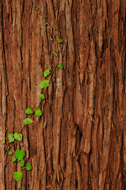 Young ivy growing up on tree bark Young ivy growing up on tree bark with copy space. ivy tree bark wood stock pictures, royalty-free photos & images
