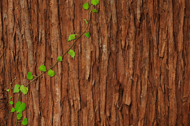 Young ivy growing up on tree bark Young ivy growing up on tree bark with copy space. ivy tree bark wood stock pictures, royalty-free photos & images