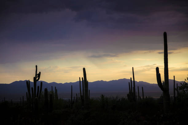 istock Sonoran Desert in Arizona 1168685947