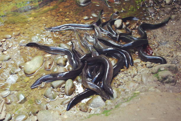 istock New Zealand Longfin Eel (Anguilla dieffenbachii) 1168686667
