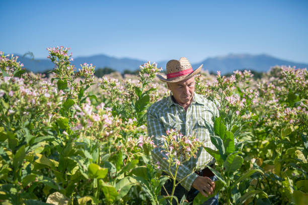 istock Senior farmer examining his tobacco fields. 1168688566