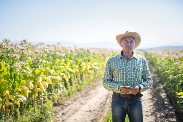 Senior farmer examining his tobacco fields.