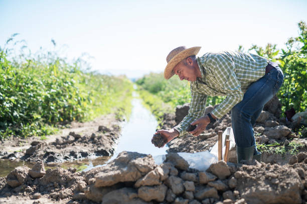 istock Senior farmer working on a field. 1168688605