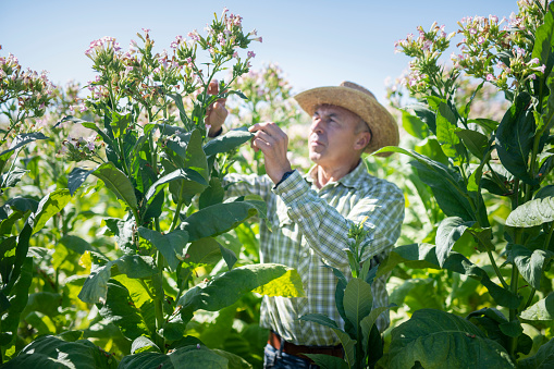 Senior farmer in his tobacco fields, checking his harvest.