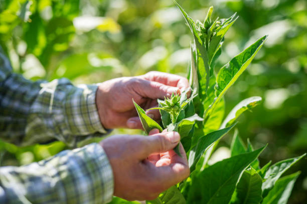 istock Senior farmer examining his tobacco fields. 1168688611