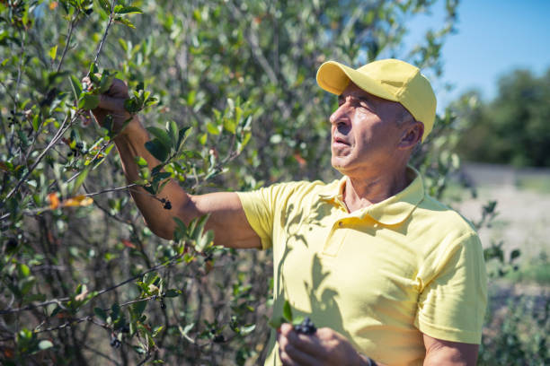 istock Senior man picking chokeberry fruits. 1168688616