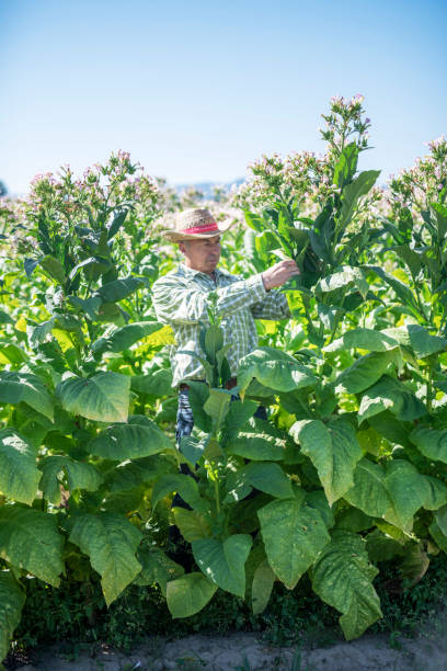 istock Senior farmer examining his tobacco fields. 1168688621