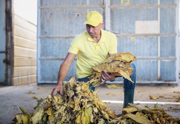 Senior adult working in tobacco factory, they sorting dry tobacco leafs.