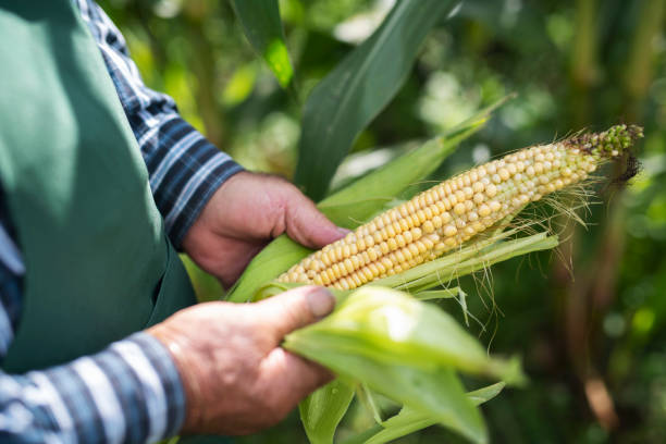 starszy rolnik sprawdzający kolbę kukurydzy - skill agriculture horizontal outdoors zdjęcia i obrazy z banku zdjęć