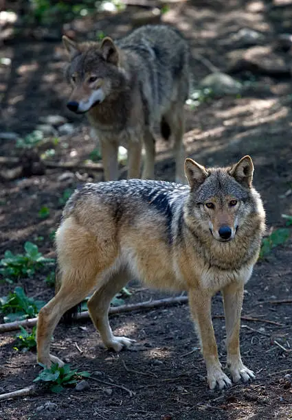 Young wolves in morning light. In aRGB color for beautiful prints.