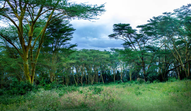 paisaje en el masai mara - masai mara national reserve sunset africa horizon over land fotografías e imágenes de stock