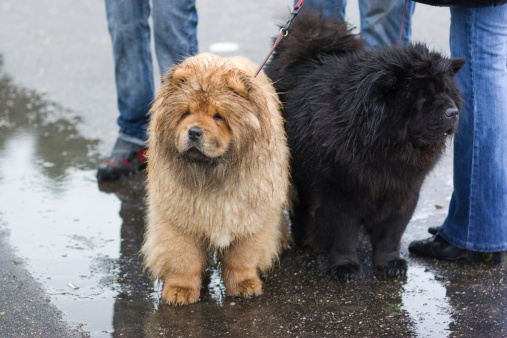 Two chow-chow