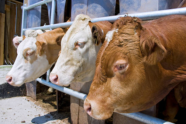 istock Three Cows look out of a Stable 116869807