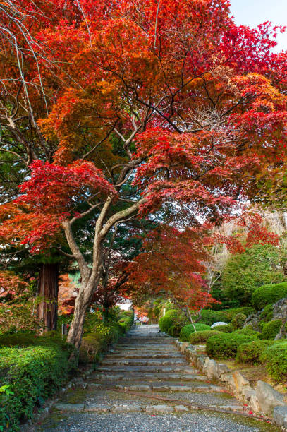 istock A gentle staircase and vibrant autumn leaves 1168698612