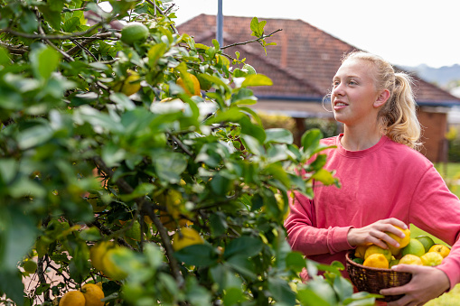 Teenage Girl Pick Fruit From a Backyard Tree