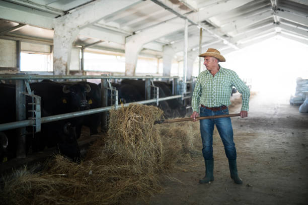 istock Senior farmer feeding animals in farm 1168698784