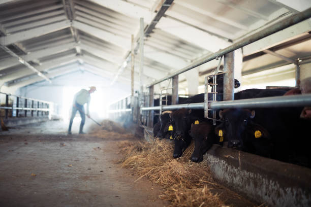 Senior farmer feeding animals in farm Senior farmer feeding buffalos in farm with a hay villa. beef cattle feeding stock pictures, royalty-free photos & images